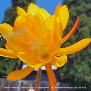 Fresh Epiphyllum Ron Crain Plant Cuttings – Easy to Root, Grown in California