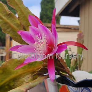 Fresh Epiphyllum Plant Cuttings – Easy to Root, Grown in California