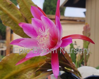 1 Epiphyllum guatemalense monstrose lockige Locken schneiden, Orchidee  Kaktus - Etsy.de