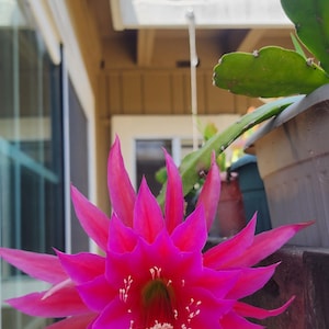 Fresh Epiphyllum &quot;Tail Feathers&quot; Plant Cuttings – Easy to Root, Grown in California
