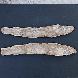 Brazilian Fossil Fish from Santana Formation, Double Sided Complete-20&quot;inches long