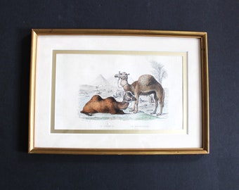 Framed Antique Lithograph Print of Camel and Dromedary by Ange Louis(Janet Lange)-Free Shipping