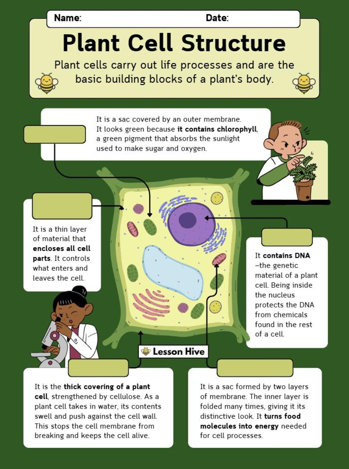 Plant Cell Structure - Printable Science Worksheet - Etsy