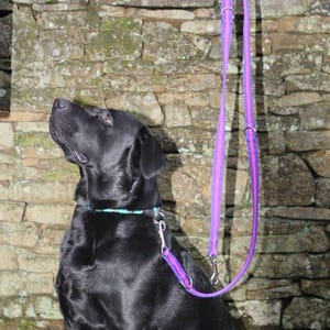 Puede incluir: Un Labrador negro con un collar turquesa y una correa morada y rosa. El perro mira hacia arriba, la correa la sostiene una persona. El fondo es una pared de piedra.