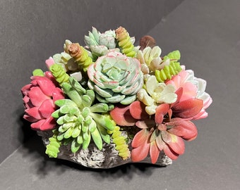 Small Succulent Arrangement: Home & Office Decor