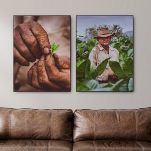 Photographic Series of Cuban Habanos Cultivation – Art and Tradition