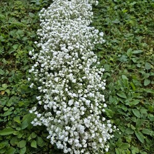 May include: A pathway of white baby's breath flowers, densely packed, creating a bright, textured line against a backdrop of green foliage. The delicate blooms offer a soft contrast to the surrounding greenery.