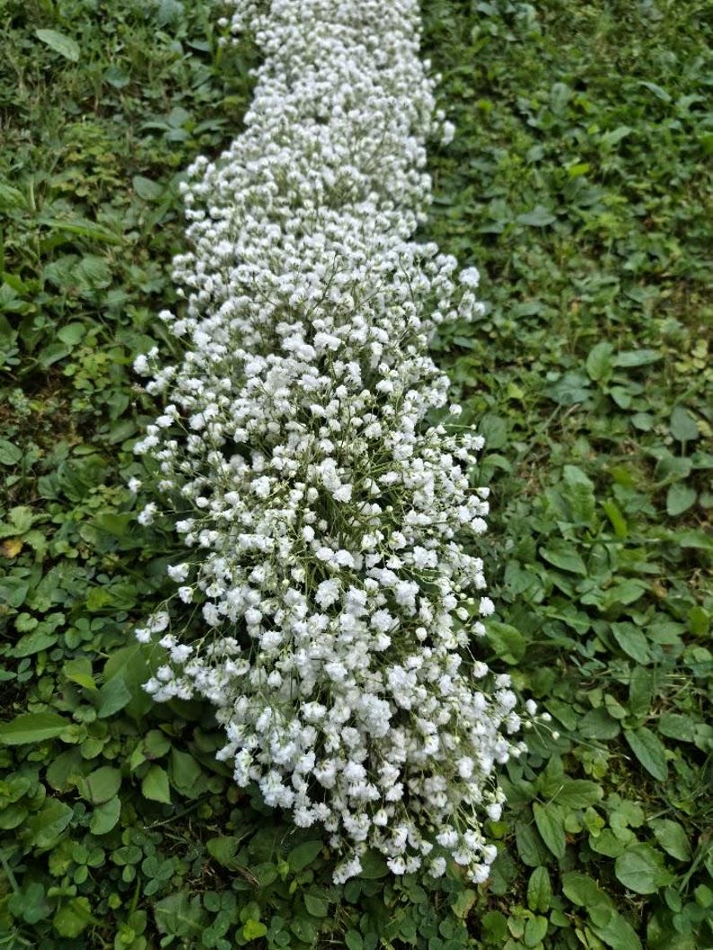 May include: A pathway of white baby's breath flowers, densely packed, creating a bright, textured line against a backdrop of green foliage. The delicate blooms offer a soft contrast to the surrounding greenery.