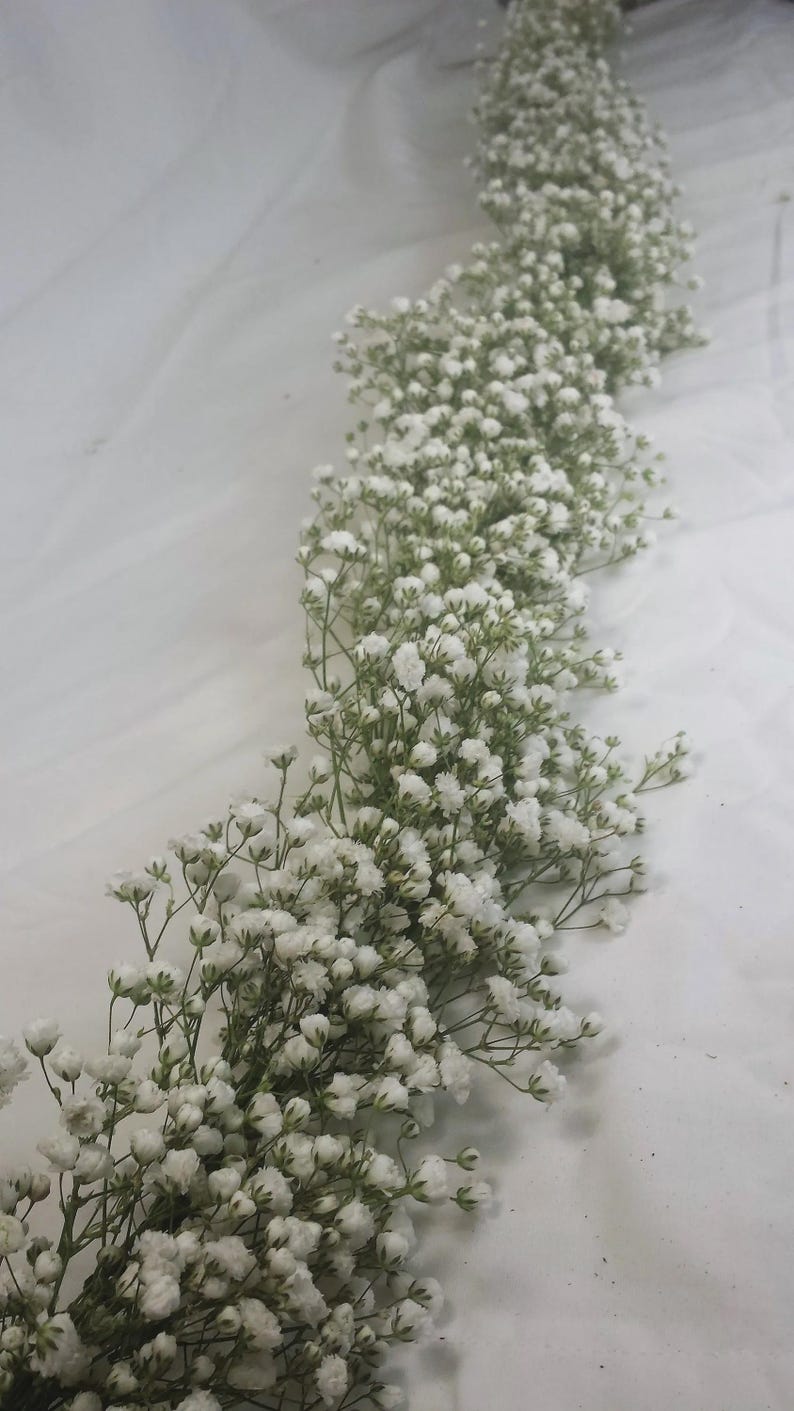 May include: A long, winding garland of white baby's breath flowers. The delicate blooms are clustered together on thin green stems, creating a soft, textured appearance. The background is a plain white surface.