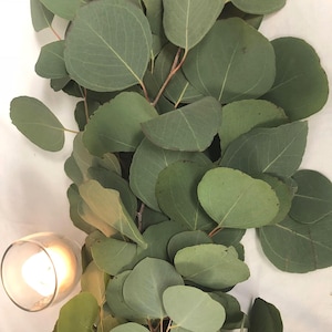 Fresh Silver Dollar Eucalyptus Garland, Perfect for weddings, aisle runners, table decoration, wall hangings, and mantles. Natural aromatic