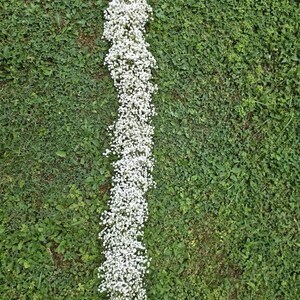May include: A long, vertical arrangement of small, white flowers, possibly baby's breath, lies on a bed of green grass. The flowers are densely packed, creating a bright white line against the green background. The image is taken from a top-down perspective.