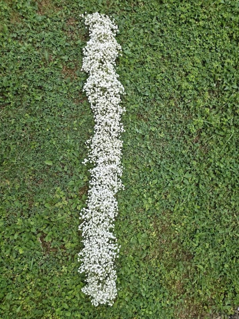 May include: A long, vertical arrangement of small, white flowers, possibly baby's breath, lies on a bed of green grass. The flowers are densely packed, creating a bright white line against the green background. The image is taken from a top-down perspective.