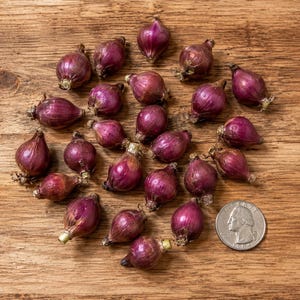 May include: A collection of twenty-one small, round, deep purple shallots scattered across a surface, accompanied by a single silver United States quarter coin for scale, which measures approximately 0.955 inches in diameter.