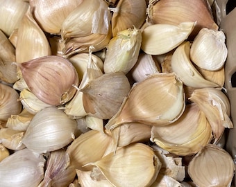 May include: A collection of numerous individual garlic cloves with papery, off-white to light tan skins. The cloves are clustered together, showing various shapes and sizes with pointed ends and rounded bases, filling the entire frame.