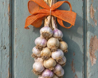 May include: A decorative bundle of dried garlic bulbs tied together with a bright orange burlap ribbon. The garlic heads are off-white with subtle purple streaks and fibrous roots, arranged in a cluster and suspended by the dried stalks.