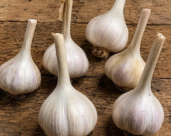 May include: Six whole bulbs of garlic with papery white and light purple skin. Each bulb features a long, slender, dried stem extending upwards and a small, fibrous root system at the base. The garlic bulbs are arranged in a cluster.