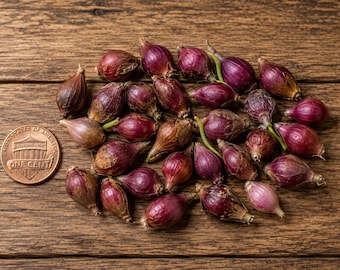 Egyptian Walking Onion Bulbils – 25 Heirloom Perennial Starter Bulbs – Edible Garden Planting Stock