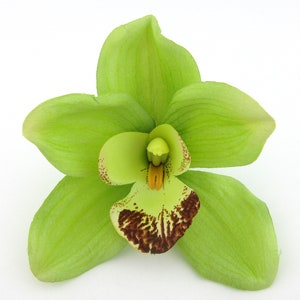 May include: A single green orchid flower with a brown and yellow center. The flower is isolated on a white background.