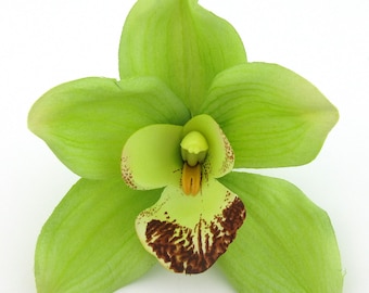 大きなトロピカルライムグリーンオーキッドシルクフラワーブローチピン