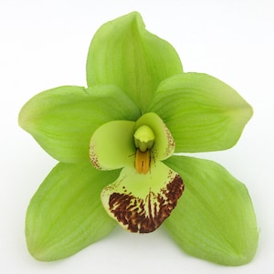 Large Tropical Lime Green Orchid Silk Flower Hair Clip