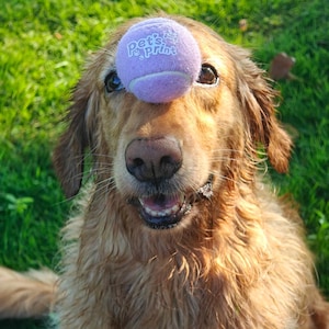 Balle pour chien/Jouet pour chien/Jouet pour chiot/Jouet pour chat/Jouet balle de tennis， Nom/motif personnalisés