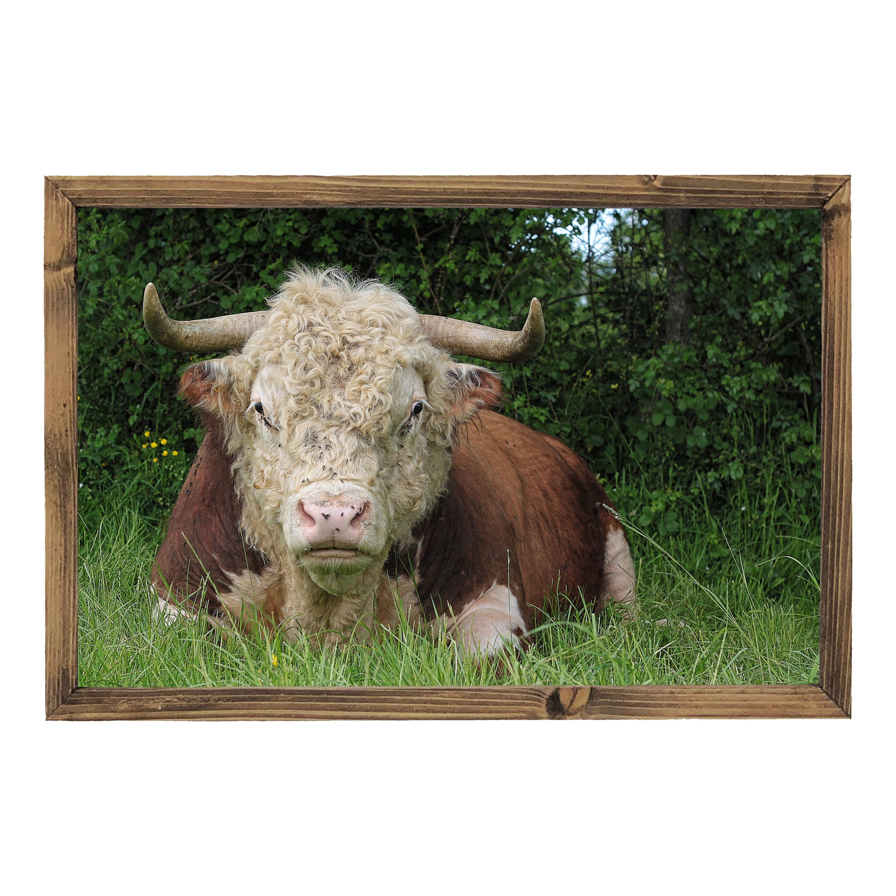 Bull print with wooden frame picture wall art farmhouse wall Etsy