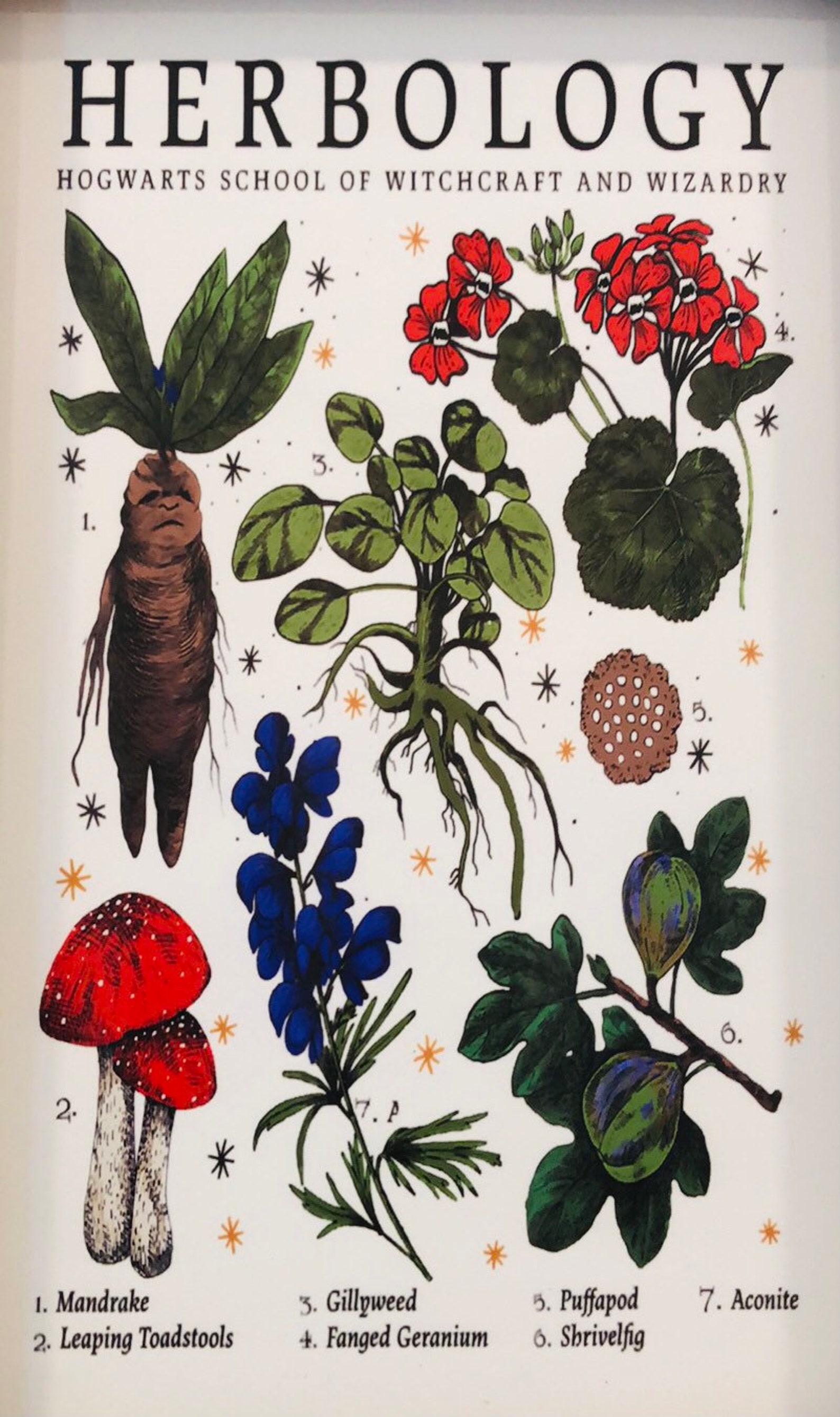 Harry Potter wall art decor herbology mandrake hogwarts harry Etsy