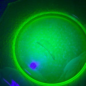 Uranium Glass Octagon Plate – Green Glow Display Dish Plate E middle stain