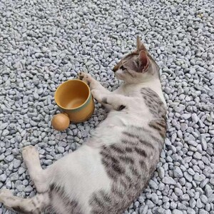 Personalized Ceramic Coffee Mug: Laser Engraved Text & Wood Handle for Pet Lovers image 12