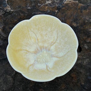 May include: A small, flower-shaped ceramic dish with a creamy yellow glaze. The dish has a slightly textured surface and a delicate, petal-like edge. The interior features subtle, radiating patterns.