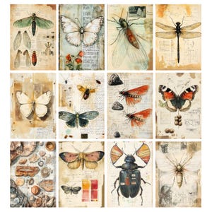 May include: A collection of twelve watercolor illustrations of insects and butterflies. Each image features a different insect or butterfly, with detailed depictions of wings and bodies. The backgrounds are aged paper with handwritten notes and botanical sketches.