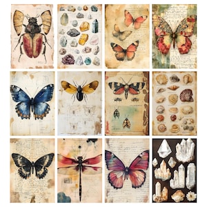 May include: A collection of twelve vintage-style prints featuring botanical and entomological illustrations. The prints showcase detailed drawings of insects, butterflies, crystals, and seashells, with a distressed paper background. The color palette includes earthy tones, with pops of red, blue, and yellow.