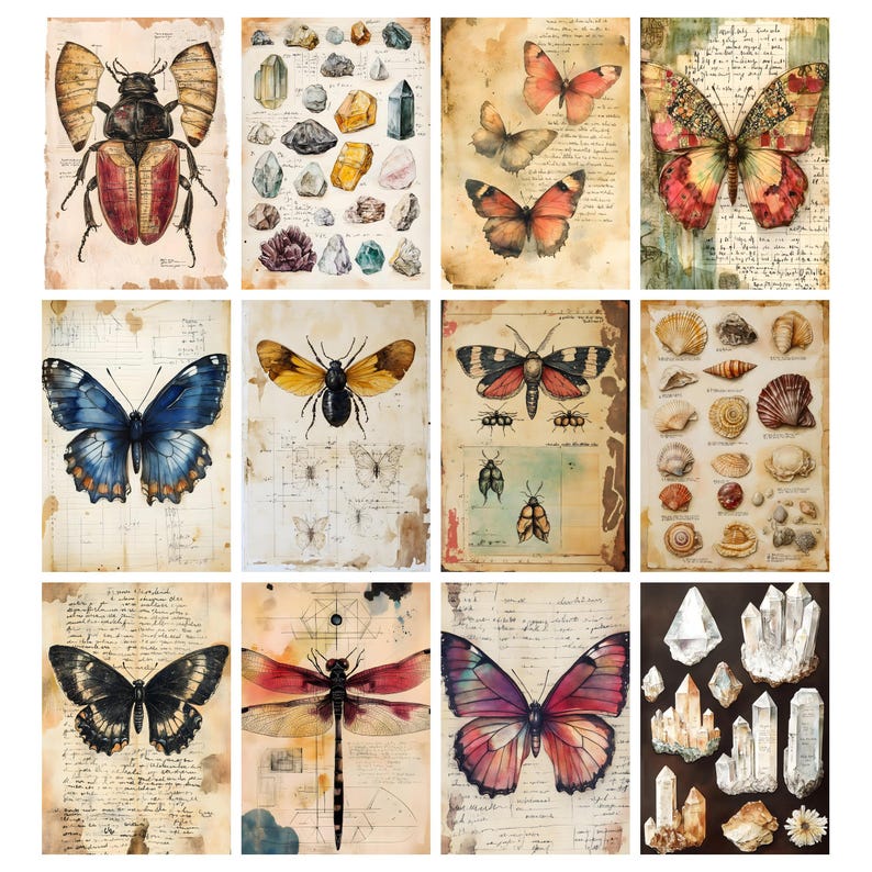 May include: A collection of twelve vintage-style prints featuring botanical and entomological illustrations. The prints showcase detailed drawings of insects, butterflies, crystals, and seashells, with a distressed paper background. The color palette includes earthy tones, with pops of red, blue, and yellow.