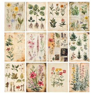 May include: A collection of botanical illustrations featuring various flowers, plants, and leaves. The images are printed on aged paper, giving them a vintage aesthetic. The illustrations showcase a variety of colors, including pink, yellow, green, and red, with detailed depictions of each plant's features.