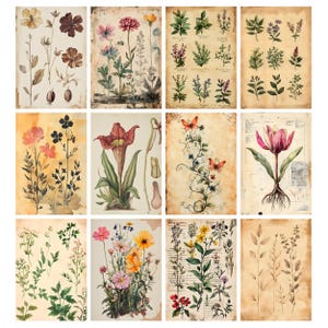 May include: A collection of twelve botanical prints featuring detailed illustrations of various flowers and plants. The prints showcase a vintage aesthetic with aged paper backgrounds and delicate watercolor-style artwork. Each print highlights different floral species, with some including scientific diagrams.