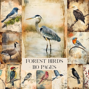 May include: A collage of watercolor illustrations of various forest birds, including a bluebird, eagle, heron, and cardinal. The text "FOREST BIRDS - 110 PAGES" is displayed in the center of the image.