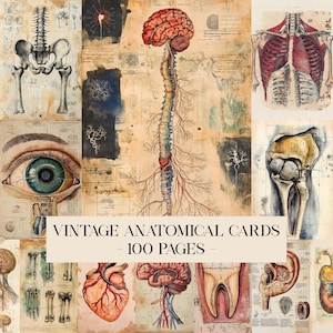 May include: A collection of vintage anatomical cards featuring detailed illustrations of the human body. The cards showcase various organs and systems, including the brain, heart, and skeletal structure. The text on the cards reads "VINTAGE ANATOMICAL CARDS - 100 PAGES -."
