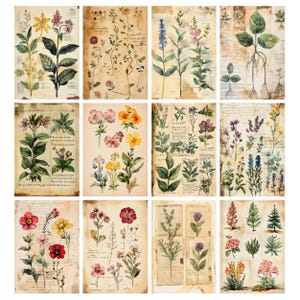 May include: A collection of twelve botanical prints featuring detailed illustrations of various flowers and plants. The prints showcase a vintage aesthetic with aged paper backgrounds and delicate watercolor-style artwork. The color palette includes greens, yellows, pinks, and purples.
