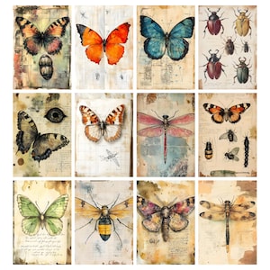 May include: A collection of vintage-style prints featuring watercolor illustrations of various insects, including butterflies, beetles, and dragonflies. The artwork showcases detailed depictions with a focus on natural history and entomology, set against aged paper backgrounds.