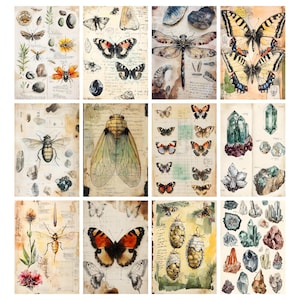May include: A collection of vintage-style botanical and entomological illustrations. The images feature detailed drawings of insects, butterflies, crystals, and plants, set against a backdrop of aged paper with handwritten notes.