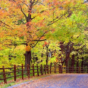 May include: A winding path through a forest with a wooden fence on the left side. The trees are in various shades of yellow, orange, and red, creating a vibrant autumn scene.