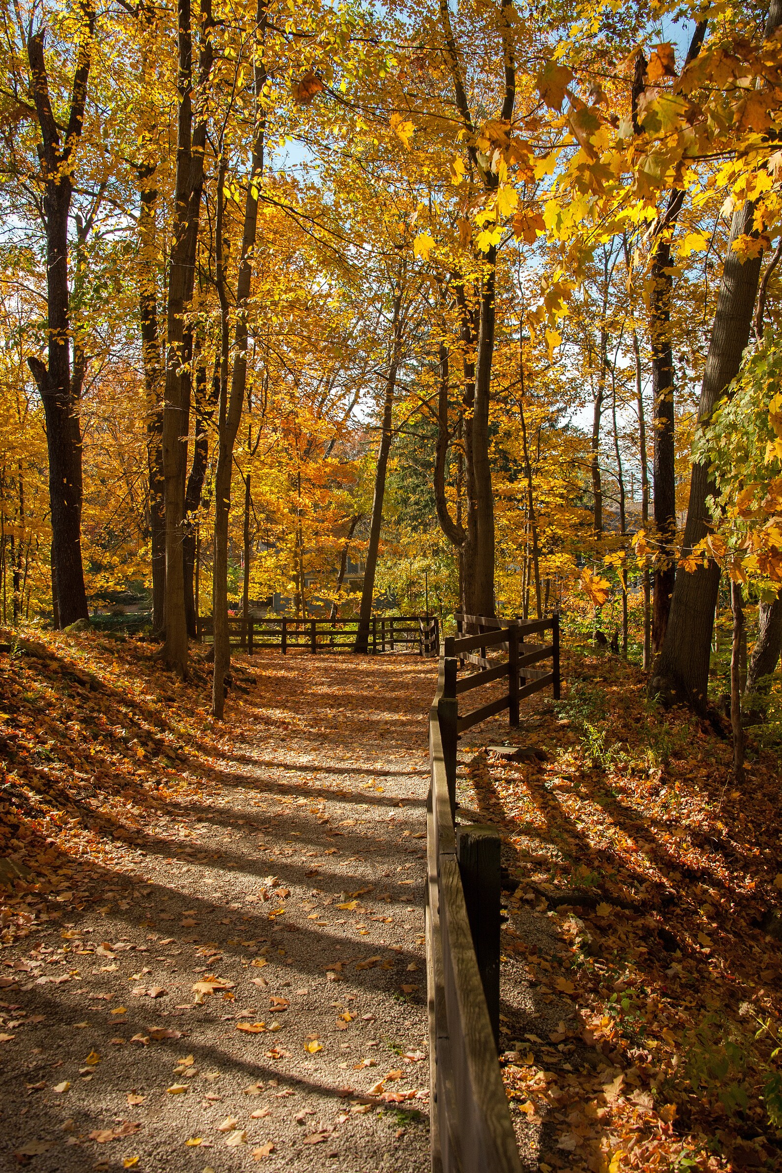 Digital Photo Download - Fall Path, Autumn, Trees, Forest, Walk in the ...