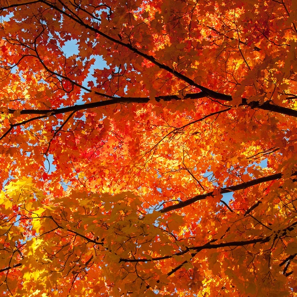 Digital Photo Download - Autumn, Red Maple, Fall Foliage - Printable Wall Art