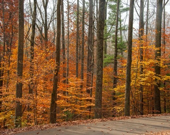 May include: A forest scene with tall trees and colorful fall foliage. The leaves are shades of orange, yellow, and red. The trees are bare in some areas, and the ground is covered in fallen leaves.