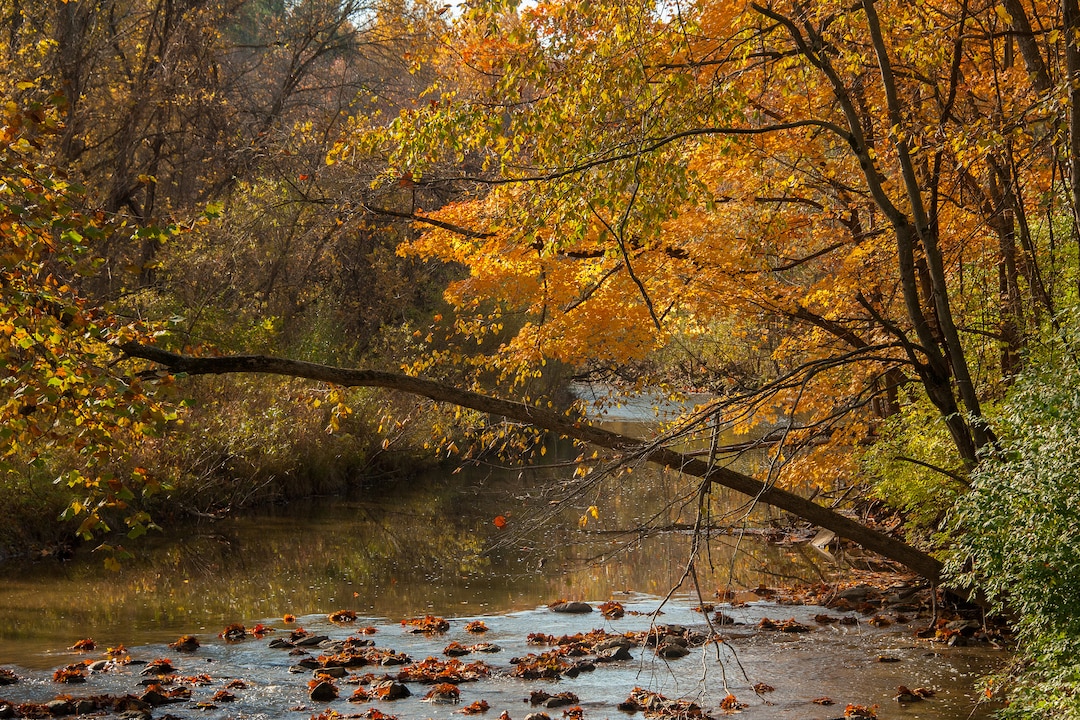Digital Photo Download - Autumn Stream, Fall, Trees, Fall Foliage ...