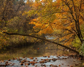 May include: A fallen tree branch stretches over a stream, with vibrant yellow and orange leaves on the trees lining the banks. The water is clear and shallow, with rocks and fallen leaves visible at the bottom.