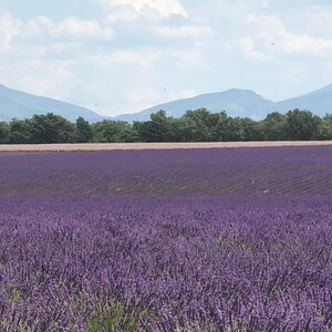 May include: A field of purple lavender flowers in bloom, with a row of trees and a mountain range in the background.