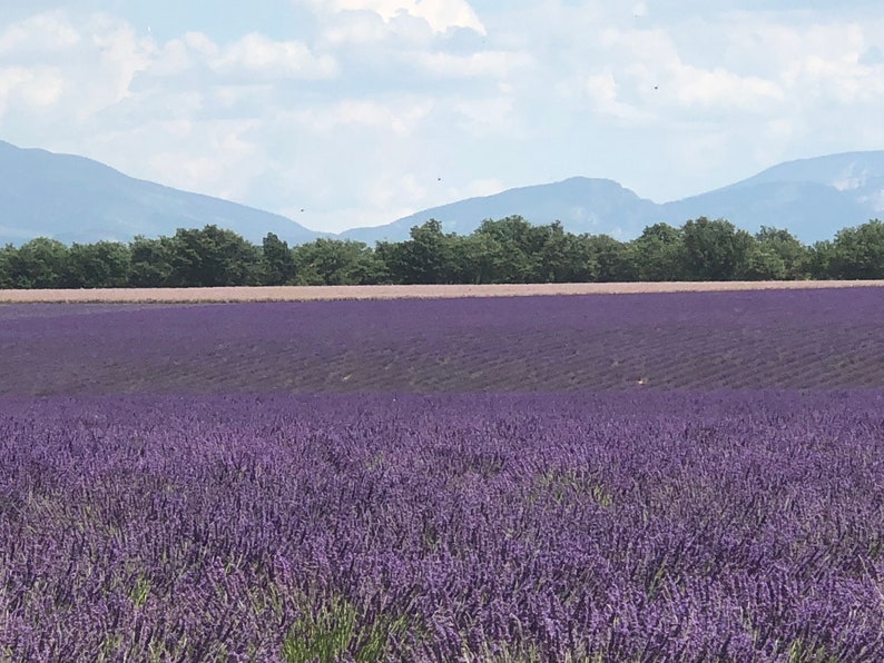May include: A field of purple lavender flowers in bloom, with a row of trees and a mountain range in the background.
