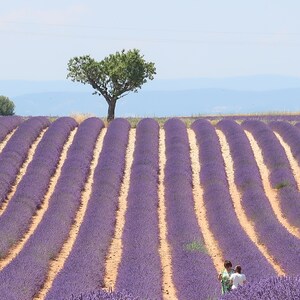 May include: A field of lavender flowers in rows with a single tree in the center. The field is a light purple color and the tree is green. There are people walking in the field.