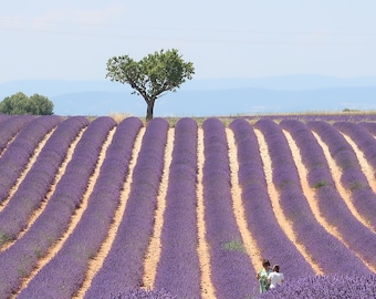 Olio essenziale di lavanda provenzale puro al 100%, qualità premium, aromaterapia, aiuto per il sonno, cura della pelle, olio essenziale di lavanda proveniente dalla Francia